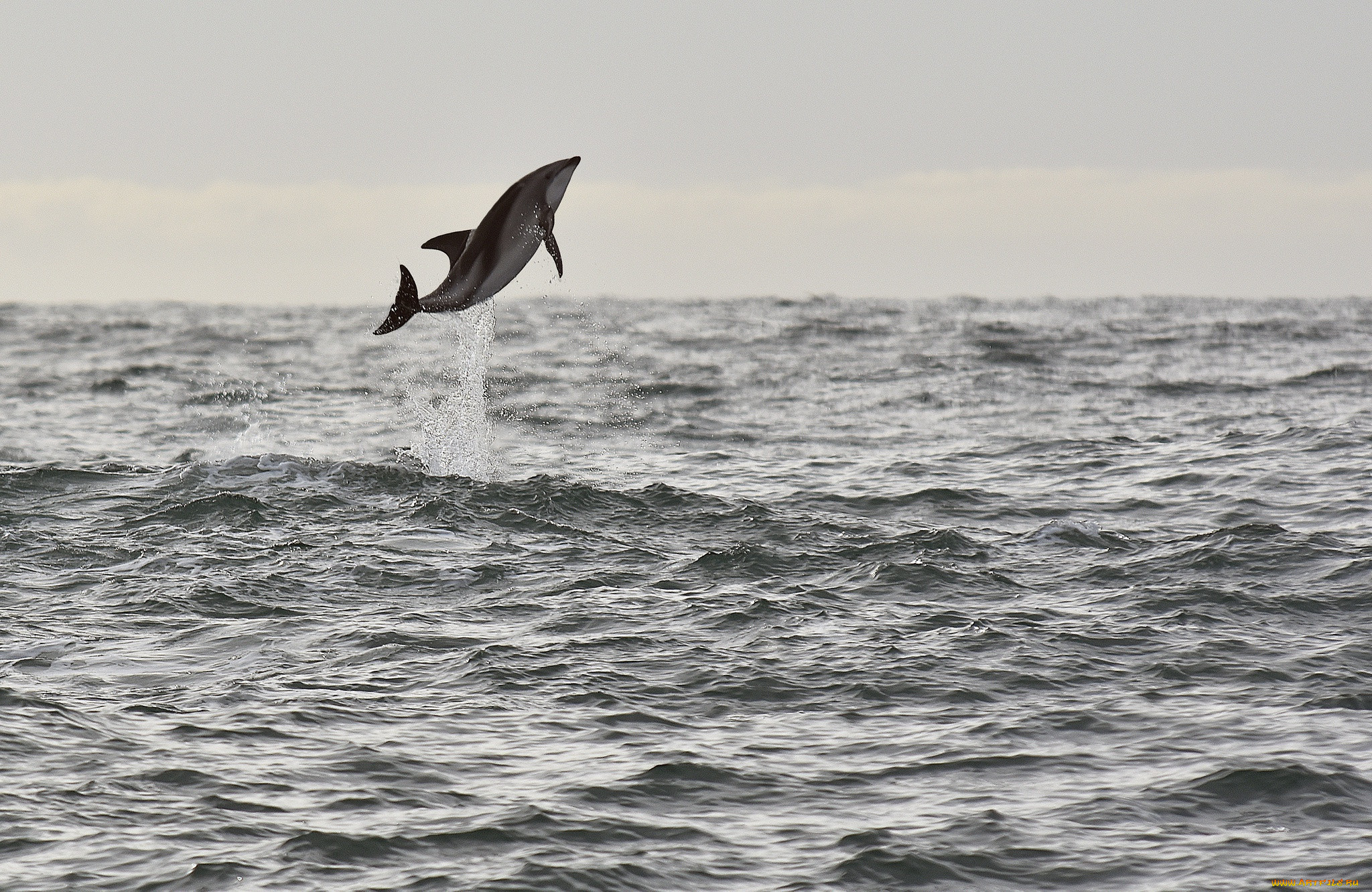 , , dolphin, wildlife, sea, seascape, jump, splash